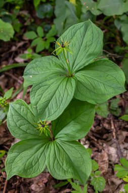 Paris quadrifolia in bloom. It is commonly known as herb Paris or true lover's knot. clipart