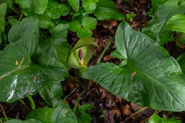 Guguk kuşu ya da Arum maculatum ok şeklinde yaprak, Araceae ailesindeki ormanlık zehirli bitki. Ok şeklinde yapraklar. Diğer isimler ise; çıplak kafa, engerek kökü, arum, vahşi arum, arum zambağı, lordlar ve leydiler..