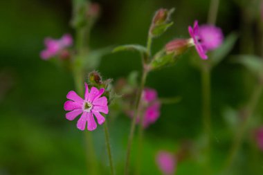 Güzel kırmızıdan pembe kampa. Nichtnelke 'yi hatırlat. Compagnon allığı. Silene dioica.