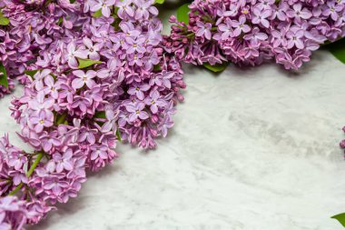 Beyaz arka planda güzel leylak çiçekleri.