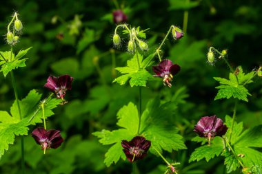 Purple and red flowers of Geranium phaeum Samobor in spring garden. clipart