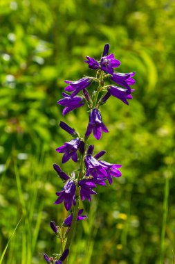 Uzun çan çiçeği, Campanula latifolia var. Macrantha, temmuzda güneşli bir bahçede çiçek açıyor, seçici odaklanma ve kopyalama alanı ile yakın çekim yapıyor.