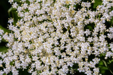 Çiçek tomurcukları ve siyah yaşlı bahar, Sambucus nigra, çiçekler.