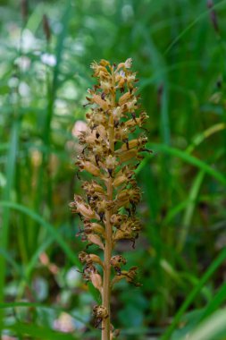 Orman çalılıklarında kuş yuvası Neottia nidus-avis.
