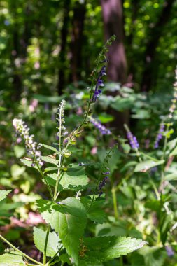 Scutellaria galericulata bitkisi vahşi doğada yetişir..