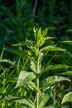 Mentha, nane olarak da bilinir, çay, yiyecek ve diğer içecekler için baharat olarak kullanılır..