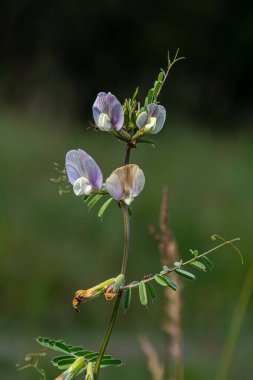 Vicia grandiflora - Baharda vahşi bitki vuruşu.