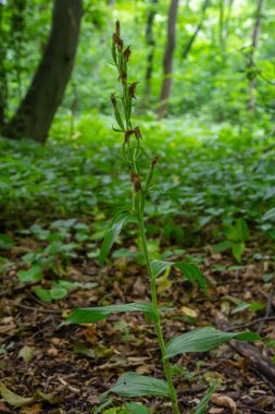 Cephalanthera longifolia, Orchidaceae familyasına ait uzun soluklu bir helleborin bitkisidir..