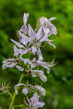 Beyaz ve pembe çiçekli güzel bir Dictamnus albusunun ayrıntıları.