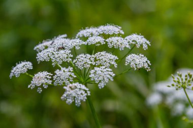 Aethusa cynapium bitkisinin beyaz ve yeşil yaprakları.