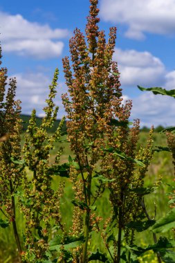 Rumex Konferansı 'nın bir parçası. Kökünde kuru tohumlarla vahşi doğada yetişiyor..