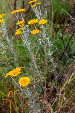 Haziran 'da Cota tinctoria Kelwayi' nin tüylü yaprakları ve sarı çiçekleri.