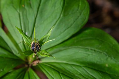 Çok zehirli bir bitki olan Kuzgun 'un gözü dört yapraklı Paris kuadrifolisi ormanlarda yetişen dut ya da gerçek aşıklar düğümü olarak da bilinir..