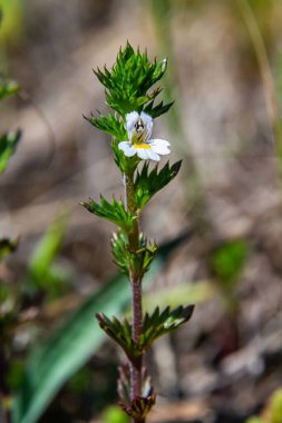 Küçük, vahşi göz kamaştırıcı ya da göz kapağı - Euphrasia rostkoviana - yaz otlaklarında yetişen çiçekler, yakın makro detay.