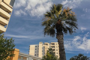 Arnavutluk 'taki modern apartmanlarla çevrili mavi gökyüzüne doğru uzanan uzun bir palmiye ağacı. Huzurlu öğleden sonra ışığı huzurlu bir atmosfer yaratır..