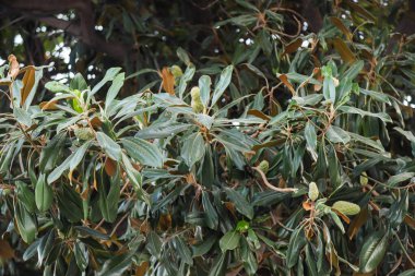 Canlı yeşillikler içinde yer alan Arnavutluk 'ta çeşitli yapraklar sergilenerek, bölgenin zengin biyolojik çeşitliliği ve doğa severlerini cezbediyor.