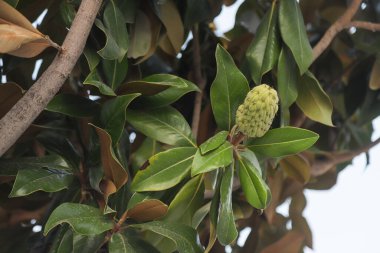 Bu çiçek açan bitki kalın, parlak yapraklar ve ilgi çekici yeşil bir tomurcuk sergiliyor. Arnavutluk 'un doğal ortamında gelişiyor, çevresi yeşilliklerle çevrili..