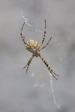 A spider meticulously constructs a web, displaying its natural skills in a tranquil Albanian environment, highlighting the beauty of wildlife. clipart