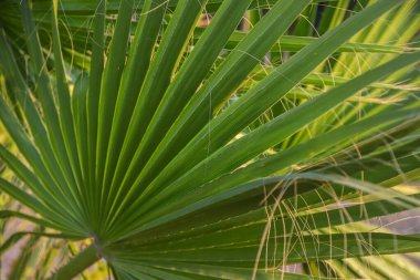Bereketli yeşil palmiye yaprakları, Arnavutluk 'un tropikal manzarasında güneş ışığını yansıtan yoğun bir tepe örtüsü yaratarak doğal çevreye güzellik katıyor..