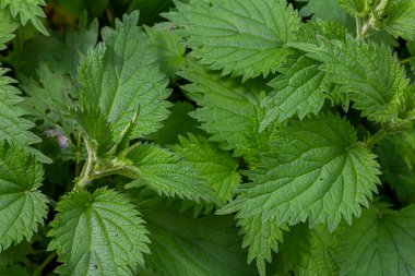 Urtica dioica ya da ısırgan otu, bahçede. Isırgan otu, kanama, idrar söktürücü, ateş düşürücü, yara iyileştirme, antiheumatik madde olarak kullanılan bir ilaç..