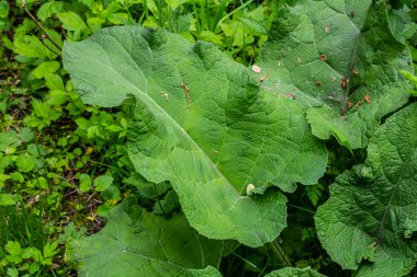 Arctium lappa - Genç burdock yazın başında ayrılıyor.