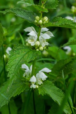 Güneşli bir günde filizlenen ölü ısırgan otu yakın plan. Lamium albümü. Lamiaceae Ailesi.