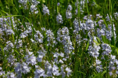 Germander Speedwell 'in parlak mavi çiçeklerine yakın çekim, Veronica ilkbaharda çimenlikte, güneşli günde, doğal ortamda büyüyen prostrata.