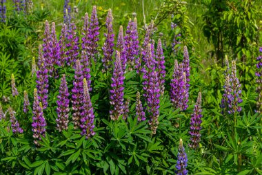 Lupinus, lupin, acı bakla alan pembe mor ve mavi çiçekli.