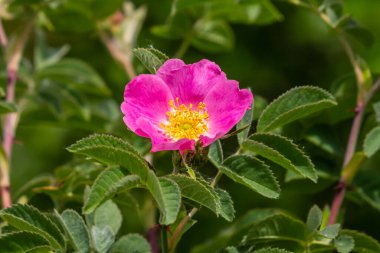 Köpek gülü, Rosa canina, pembe veya beyaz çiçekli ve ilaçlarda kullanılan önemli bir şifalı bitkidir. Bu bir yaban gülü ve sonbaharda kırmızı güllük gülistanlık meyveleri var..