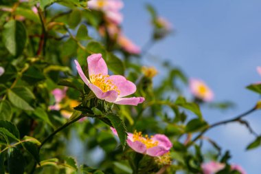 Köpek gülü, Rosa canina, pembe veya beyaz çiçekli ve ilaçlarda kullanılan önemli bir şifalı bitkidir. Bu bir yaban gülü ve sonbaharda kırmızı güllük gülistanlık meyveleri var..