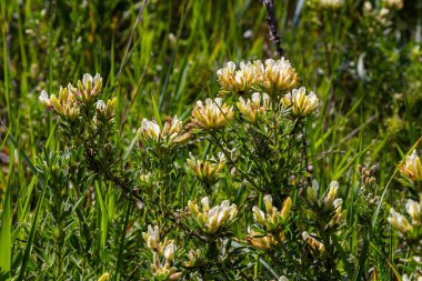 In the spring Chamaecytisus ruthenicus blooms in the wild.