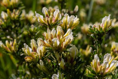 In the spring Chamaecytisus ruthenicus blooms in the wild.