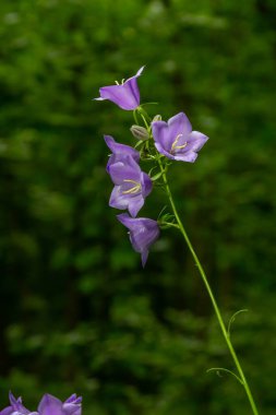 Campanula latifolia çiçeği, geniş yapraklı çan çiçeği, urple, botanik ormanı çayırı, bahar çiçekli bitki ormanı, doğa makro fotoğrafı..