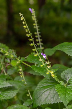 Scutellaria galericulata bitkisi vahşi doğada yetişir..