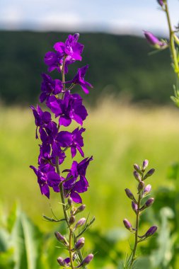 Consolida orientalis. Doğu Larkspur. Yeşil bir çayırda parlak mor çiçekler.