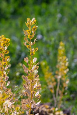 In nature, Thlaspi arvense grows among wild grasses. clipart