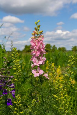 Pembe ve mor Delphinium Larkspur çiçek tarlasında çiçek açan bitki, Ranunculaceae ailesi.