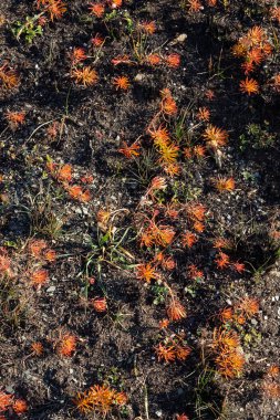 Kuru topraktan canlı turuncu kır çiçekleri yükselir ve açık gökyüzü ile güneşli bir ortamda doğanın dayanıklılığını gösterir..