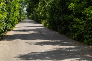 Önünde her iki taraftaki yemyeşil yapraklarla çerçevelenmiş huzurlu bir kırsal yol uzanıyor. Güneş ışığı yumuşak gölgeler bırakır. Yürüyüşler için mükemmel sakin bir atmosfer yaratır..