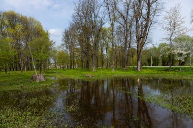 Canlı yeşil yapraklar, baharın Ternopil oblast, Ukrayna 'daki bu sel basmış bölgeye hayat getirdiği gibi ağaçları yansıtan sakin bir su kütlesini çevrelemektedir..