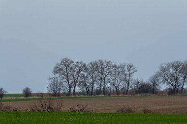 Huzurlu bir kırsal alan, baharın başlarında bulutlu bir gökyüzünün altında çıplak ağaçlardan oluşan bir çizgi ile ön planda uzanan canlı yeşil alanlar içerir..
