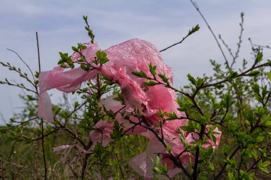 Pembe plastik bir parça açık bir gökyüzünün altında yeşil dallara dolanmış, gündüz saatlerinde çevreye çöp atmanın etkisini gösteriyor..