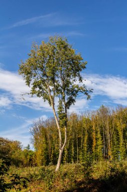 A tall tree towers above the landscape, its leaves showcasing vibrant autumn colors. The backdrop features a dense forest, with a clear blue sky filling the scene. clipart