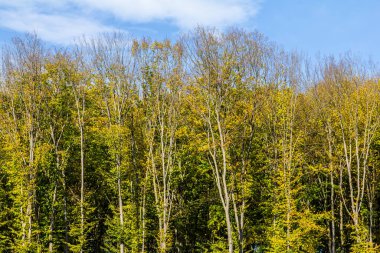 Uzun ağaçlar açık mavi bir gökyüzü altında sarı ve yeşil tonlarda canlı sonbahar yaprakları sergiler. Huzurlu orman, doğanın tadını çıkarmak için mükemmel sakin bir atmosfer yaratır..