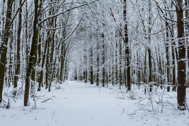 Karla kaplı ılıman, yaprak döken orman boynuz demeti Carpinus betulus ağaçları.
