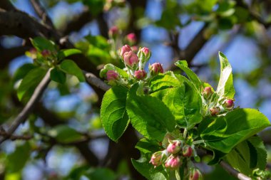 Pembe tomurcuklar ve canlı yeşil yapraklar bir elma ağacının dalında filizlenerek baharın güneşli bir meyve bahçesine gelişini işaret ediyor..