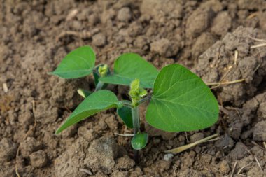 Genç bir bitki, taze yeşil yapraklar sergileyerek koyu toprakları itiyor. Bu sahne, doğanın canlılık duygusunu yakalar. Baharın başlarında uyanır..