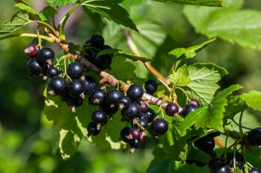 Olgun siyah frenk üzümü kümeleri yeşil dallardan sarkmakta, yaz sonlarının sıcak günlerinde serpilen bahçedeki güneş ışığını yansıtmaktadır..
