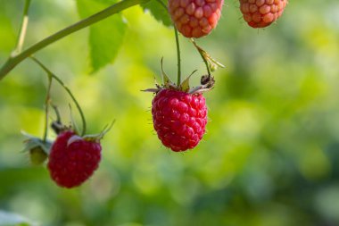 Çalının dallarında olgun kırmızı ahududular. Bahçede bir ahududu tarlası.