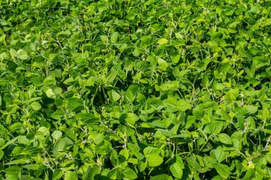 Canlı soya fasulyesi bitkileri tarlaya yayılmış, parlak güneş ışığı altında sağlıklı yeşil yapraklar sergiliyor. Baharın sonlarında, pitoresk bir kırsal alanda..